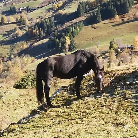 Isabella 2 * Rauris
